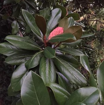 magnolia bud