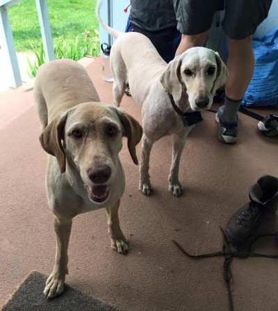 the 2 labradoodles